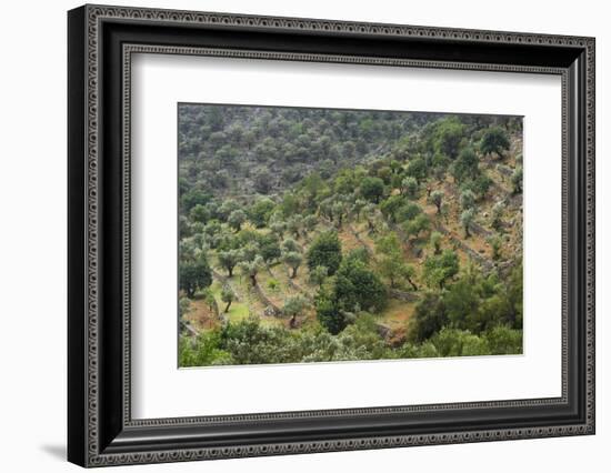 Olive Trees, Majorca, the Balearic Islands, Spain-Rainer Mirau-Framed Photographic Print