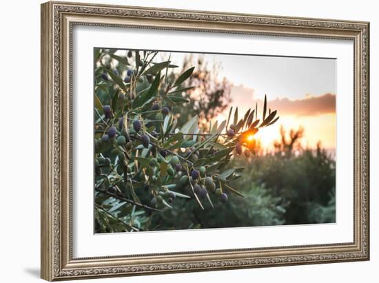 Olive Trees on Sunset. Sun Rays-Deyan Georgiev-Framed Photographic Print