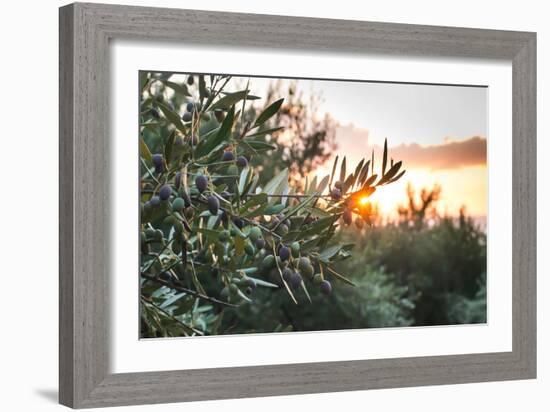 Olive Trees on Sunset. Sun Rays-Deyan Georgiev-Framed Photographic Print