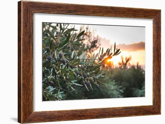 Olive Trees on Sunset. Sun Rays-Deyan Georgiev-Framed Photographic Print