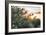 Olive Trees on Sunset. Sun Rays-Deyan Georgiev-Framed Photographic Print