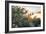 Olive Trees on Sunset. Sun Rays-Deyan Georgiev-Framed Photographic Print