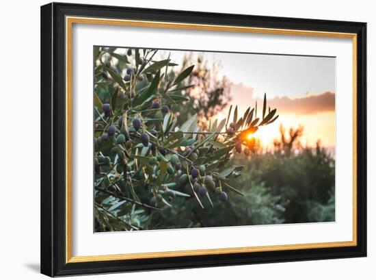 Olive Trees on Sunset. Sun Rays-Deyan Georgiev-Framed Photographic Print