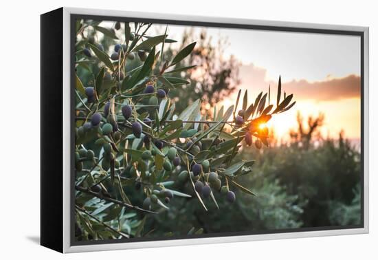 Olive Trees on Sunset. Sun Rays-Deyan Georgiev-Framed Premier Image Canvas