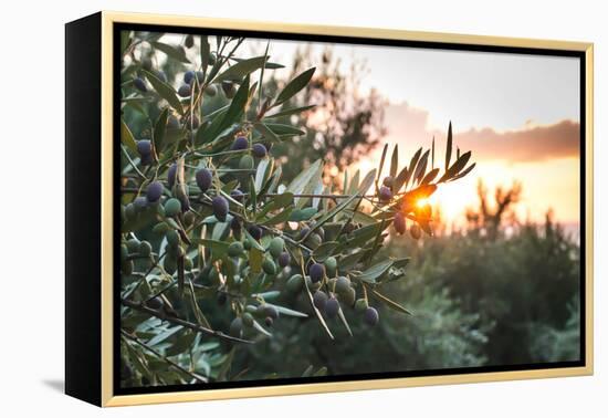 Olive Trees on Sunset. Sun Rays-Deyan Georgiev-Framed Premier Image Canvas