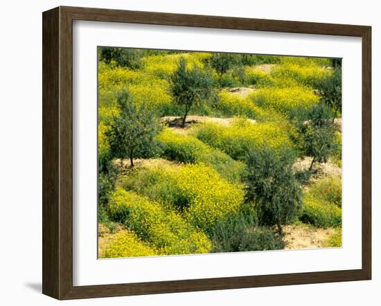 Olive Trees, Provence of Granada, Andalusia, Spain-David Barnes-Framed Photographic Print
