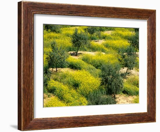 Olive Trees, Provence of Granada, Andalusia, Spain-David Barnes-Framed Photographic Print