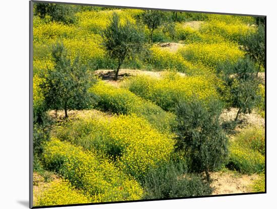 Olive Trees, Provence of Granada, Andalusia, Spain-David Barnes-Mounted Photographic Print