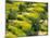 Olive Trees, Provence of Granada, Andalusia, Spain-David Barnes-Mounted Photographic Print