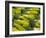 Olive Trees, Provence of Granada, Andalusia, Spain-David Barnes-Framed Photographic Print