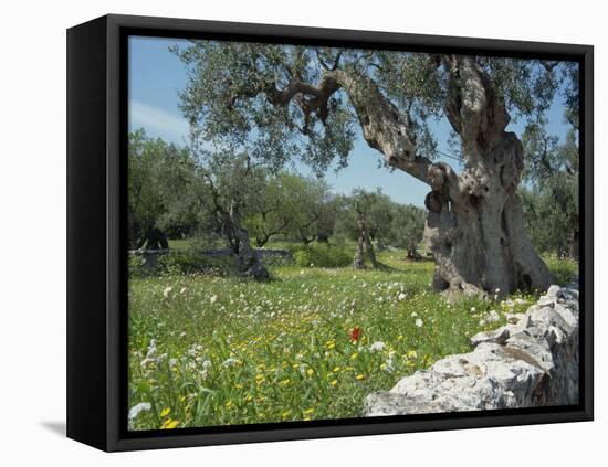 Olive Trees, Puglia, Italy, Europe-Terry Sheila-Framed Premier Image Canvas
