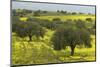 Olive Trees with by Yellow Bermuda Buttercups (Oxalis Pes Caprae) Kaplika, Northern Cyprus, April-Lilja-Mounted Photographic Print