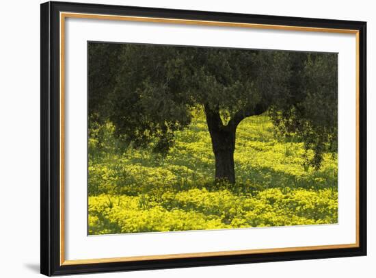 Olive Trees with Flowering Bermuda Buttercups (Oxalis Pes Caprae) Kaplika, Cyprus, April-Lilja-Framed Photographic Print