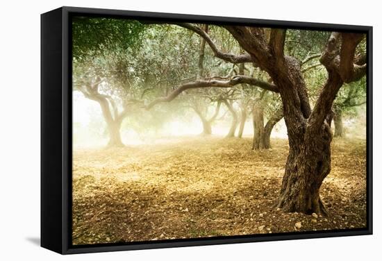 Olive Trees-Subbotina Anna-Framed Stretched Canvas