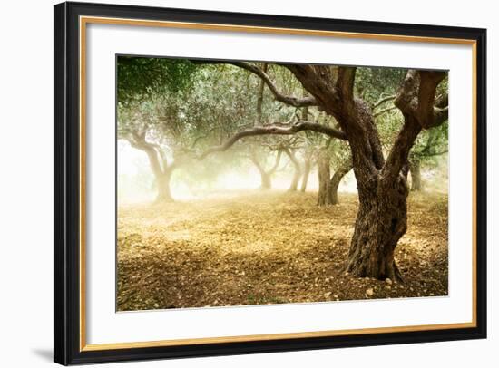 Olive Trees-Subbotina Anna-Framed Premium Giclee Print