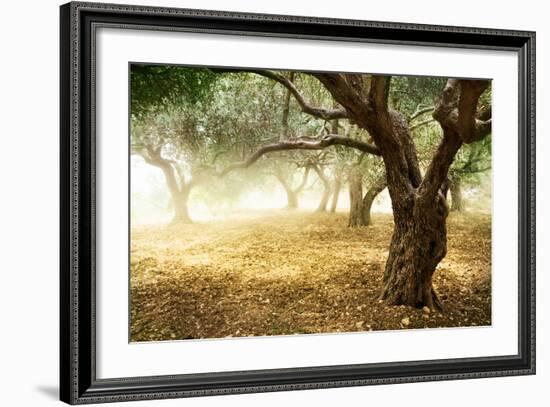 Olive Trees-Subbotina Anna-Framed Art Print