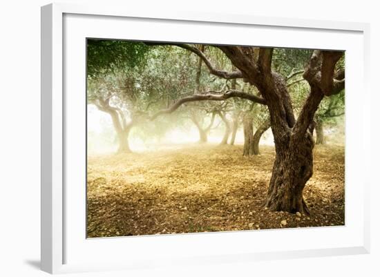 Olive Trees-Subbotina Anna-Framed Art Print