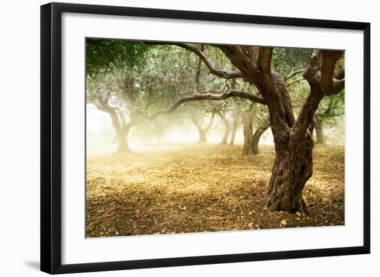 Olive Trees-Subbotina Anna-Framed Art Print