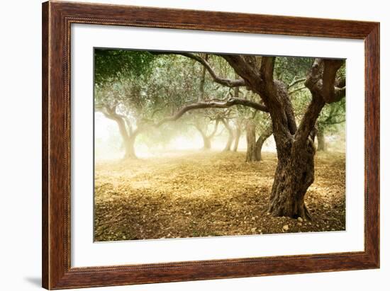 Olive Trees-Subbotina Anna-Framed Art Print