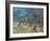 Olivenbaeume (Les Oiliviers), 1889-Vincent van Gogh-Framed Giclee Print