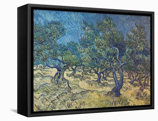 Olivenbaeume (Les Oiliviers), 1889-Vincent van Gogh-Framed Premier Image Canvas