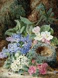 A Bird's Nest and Geraniums-Oliver Clare-Giclee Print