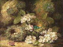 Still Life of Raspberries, Gooseberries, Peach and Plums on a Mossy Bank-Oliver Clare-Giclee Print