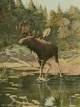 Moose-Oliver Kemp-Art Print