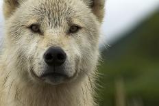 Grey Wolf (Canis Lupus) Portrait, Katmai National Park, Alaska, USA, August-Oliver Scholey-Laminated Photographic Print