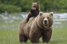 Grizzly bear female with cub riding on back, Katmai NP, Alaska-Oliver Scholey-Photographic Print