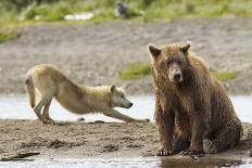 Grizzly Bear (Ursus Arctos Horribilis) With Grey Wolf (Canis Lupus) Stretching Behind-Oliver Scholey-Premier Image Canvas