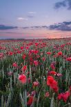Dorset Poppy Field at Sunset-Oliver Taylor-Mounted Photographic Print