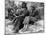 Oliver Twist, Anthony Newley, John Howard Davies, 1948-null-Mounted Photo