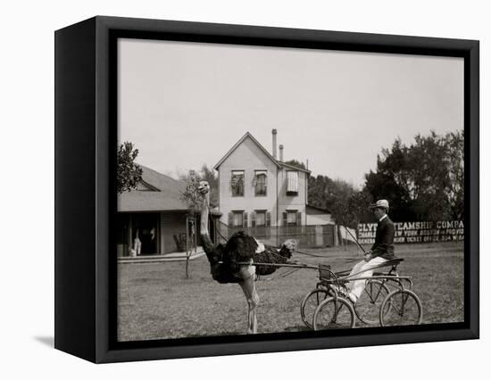 Oliver W., the Famous Trotting Ostrich at Florida Ostrich Farm, Jacksonville-null-Framed Stretched Canvas