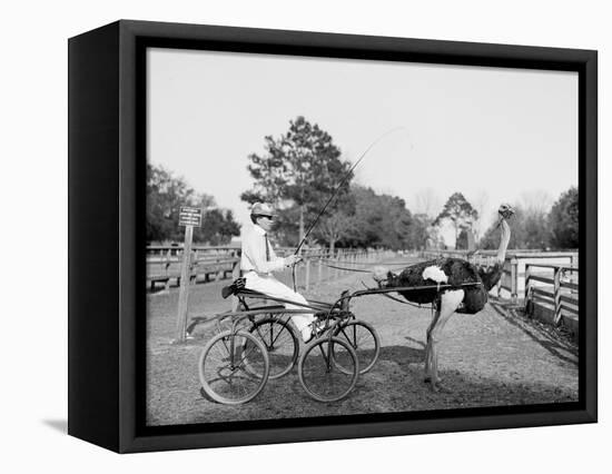 Oliver W., the Famous Trotting Ostrich at Florida Ostrich Farm, Jacksonville-null-Framed Stretched Canvas