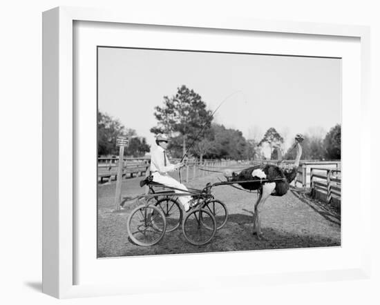 Oliver W., the Famous Trotting Ostrich at Florida Ostrich Farm, Jacksonville-null-Framed Photo