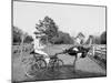 Oliver W., the Famous Trotting Ostrich at Florida Ostrich Farm, Jacksonville-null-Mounted Photo