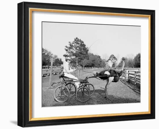 Oliver W., the Famous Trotting Ostrich at Florida Ostrich Farm, Jacksonville-null-Framed Photo