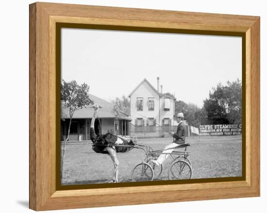Oliver W., the Famous Trotting Ostrich, Florida Ostrich Farm, Jacksonville, Florida-null-Framed Stretched Canvas