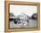 Oliver W., the Famous Trotting Ostrich, Florida Ostrich Farm, Jacksonville, Florida-null-Framed Stretched Canvas