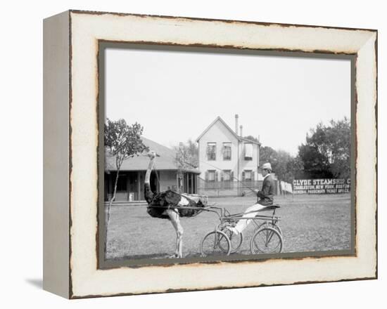 Oliver W., the Famous Trotting Ostrich, Florida Ostrich Farm, Jacksonville, Florida-null-Framed Stretched Canvas