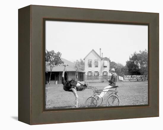 Oliver W., the Famous Trotting Ostrich, Florida Ostrich Farm, Jacksonville, Florida-null-Framed Stretched Canvas