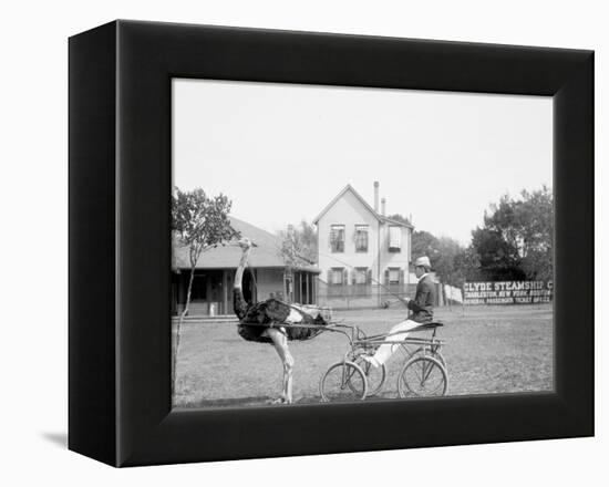 Oliver W., the Famous Trotting Ostrich, Florida Ostrich Farm, Jacksonville, Florida-null-Framed Stretched Canvas