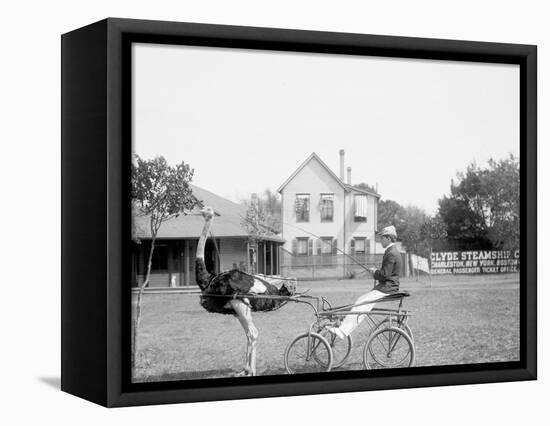 Oliver W., the Famous Trotting Ostrich, Florida Ostrich Farm, Jacksonville, Florida-null-Framed Stretched Canvas