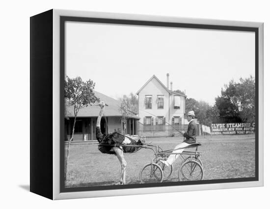 Oliver W., the Famous Trotting Ostrich, Florida Ostrich Farm, Jacksonville, Florida-null-Framed Stretched Canvas