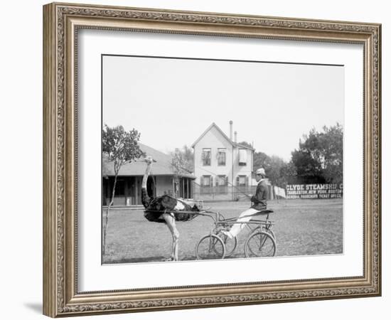 Oliver W., the Famous Trotting Ostrich, Florida Ostrich Farm, Jacksonville, Florida-null-Framed Photo