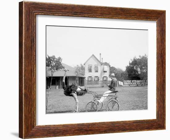 Oliver W., the Famous Trotting Ostrich, Florida Ostrich Farm, Jacksonville, Florida-null-Framed Photo