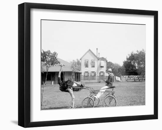 Oliver W., the Famous Trotting Ostrich, Florida Ostrich Farm, Jacksonville, Florida-null-Framed Photo