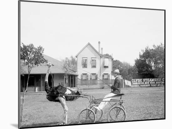 Oliver W., the Famous Trotting Ostrich, Florida Ostrich Farm, Jacksonville, Florida-null-Mounted Photo