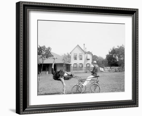 Oliver W., the Famous Trotting Ostrich, Florida Ostrich Farm, Jacksonville, Florida-null-Framed Photo